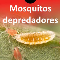 Mosquitos depredadores